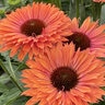 Echinacea X SunSeekers Rainbow Coneflower