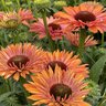 Echinacea X SunSeekers Rainbow Coneflower