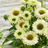 Echinacea X SunSeekers White Perfection Coneflower