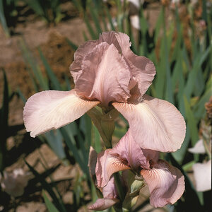 Iris Germanica Precious Little Pink Bearded Iris 1 gal. Container