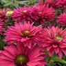 Echinacea X SunSeekers Sweet Fuchsia Coneflower