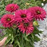 Echinacea X SunSeekers Sweet Fuchsia Coneflower