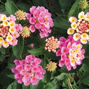 Lantana Camara Pink Lantana