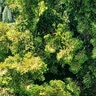 Chamaecyparis Obtusa Golden Fastigiata Hinoki Cypress