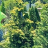 Chamaecyparis Obtusa Golden Fastigiata Hinoki Cypress
