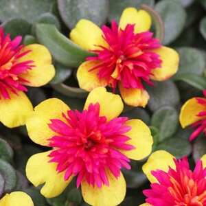 Portulaca x ColorBlast Double Guava Purslane 1 gal. Container