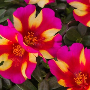 Portulaca x ColorBlast Watermelon Punch Purslane 1 gal. Container
