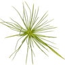 Cyperus Prolifer Graceful Grasses Queen Tut Dwarf Papyrus