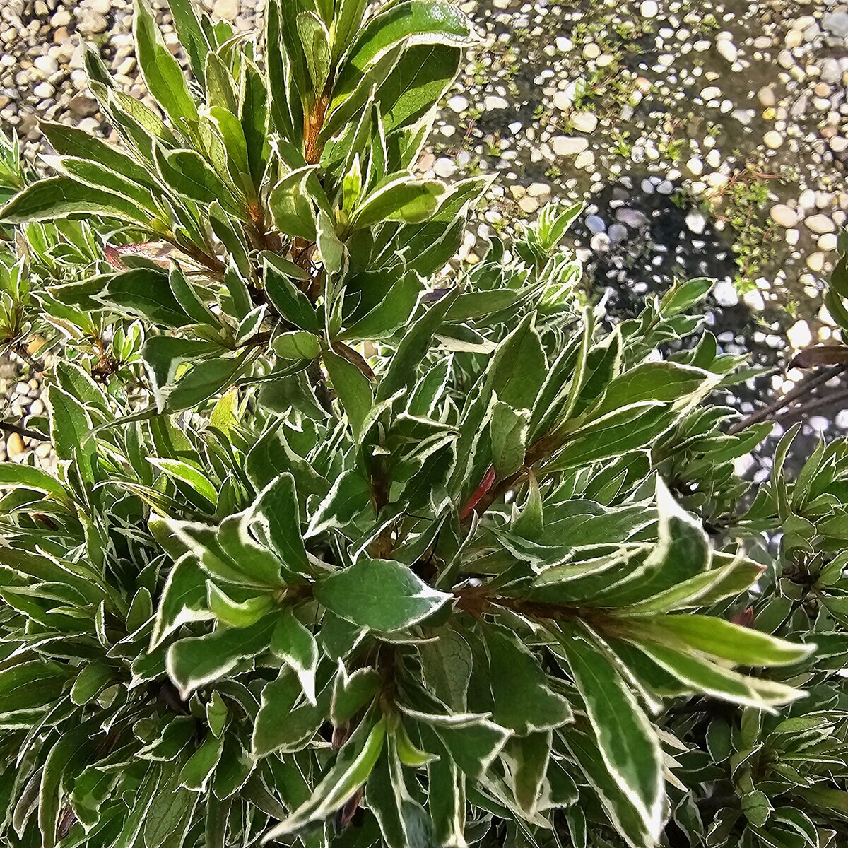 Rhododendron X Silver Sword Azalea | SiteOne US
