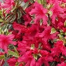 Rhododendron X Silver Sword Azalea