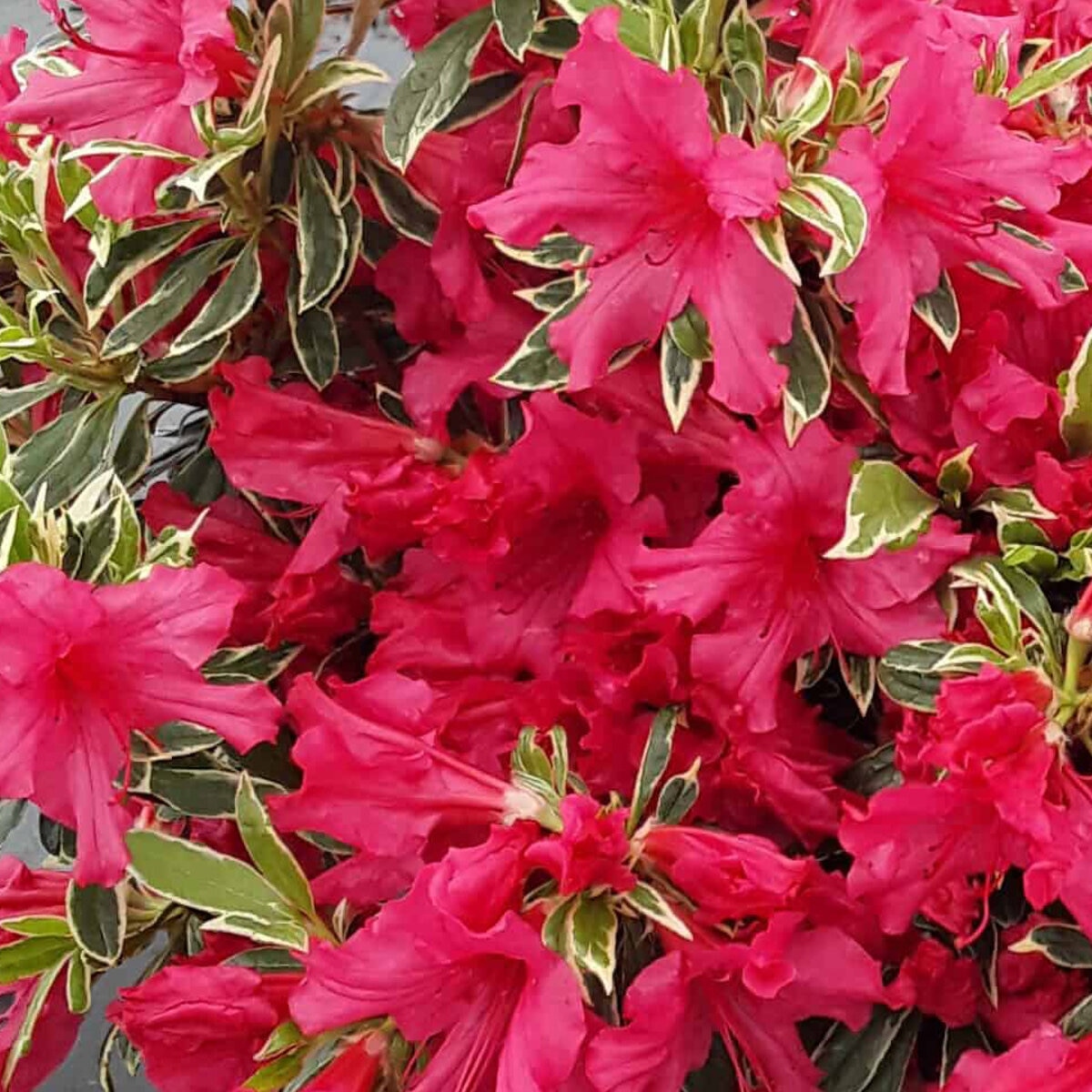 Rhododendron X Silver Sword Azalea | SiteOne US
