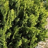 Platycladus (Thuja) orientalis Westmont Chinese Arborvitae
