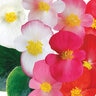 Begonia X Semperflorens Ambassador Mixture Green Leaf Begonia