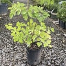 Thalictrum Aquilegiifolium Black Stockings Meadow Rue