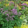 Thalictrum Aquilegiifolium Black Stockings Meadow Rue