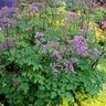 Thalictrum Aquilegiifolium Black Stockings Meadow Rue