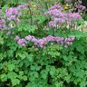 Thalictrum Aquilegiifolium Black Stockings Meadow Rue