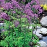 Thalictrum Aquilegiifolium Black Stockings Meadow Rue