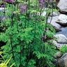 Thalictrum Aquilegiifolium Black Stockings Meadow Rue