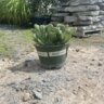 Opuntia Basilaris Baby Rita Prickly Pear Cactus