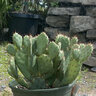 Opuntia Basilaris Baby Rita Prickly Pear Cactus