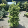 Tsuga Canadensis Golden Splendor Canadian Hemlock