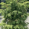 Tsuga Canadensis Golden Splendor Canadian Hemlock