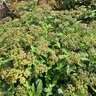 Spiraea japonica Empire Yeti Japanese Spirea