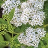 Spiraea japonica Empire Yeti Japanese Spirea