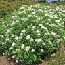 Spiraea japonica Empire Yeti Japanese Spirea
