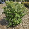 Spiraea japonica Empire Yeti Japanese Spirea