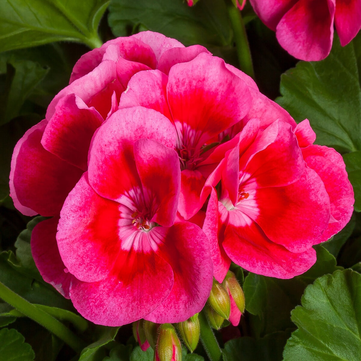 Pelargonium Interspecific Calliope Medium Rose Mega Splash Geranium ...
