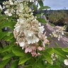 Hydrangea Paniculata Candelabra Panicle Hydrangea