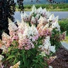 Hydrangea Paniculata Candelabra Panicle Hydrangea