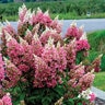 Hydrangea Paniculata Candelabra Panicle Hydrangea