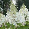Hydrangea Paniculata Candelabra Panicle Hydrangea