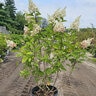 Hydrangea Paniculata Candelabra Panicle Hydrangea