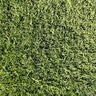 Bermuda Sod TifTuf Bermudagrass (per sq. ft.)