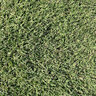 Bermuda Sod Tifway 419 Bermudagrass (per sq. ft.)