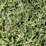 Bermuda Sod Tifway 419 Bermudagrass (per sq. ft.)