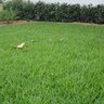 St. Augustine Sod Seville St. Augustinegrass