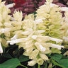 Salvia Splendens White Scarlet Sage