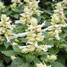Salvia Splendens White Scarlet Sage