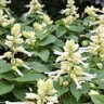 Salvia Splendens White Scarlet Sage