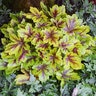 Heucherella X Mojito Foamy Bells