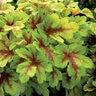 Heucherella X Mojito Foamy Bells