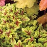 Heucherella X Mojito Foamy Bells