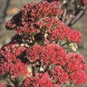 Sedum Telephium Munstead Dark Red Stonecrop
