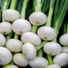 Allium Cepa White Sweet Spanish Onion