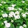 Ageratum Houstonianum White Floss Flower